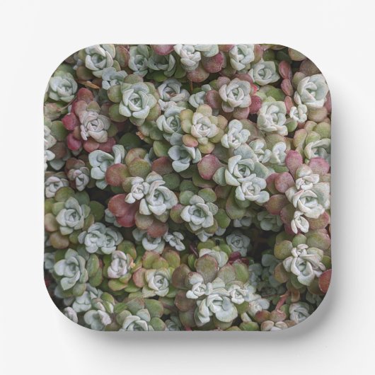 Sedum spathulifolium Succulents Floral Papieren Bordje (Voorkant)