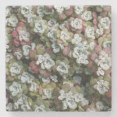 Sedum spathulifolium Succulents Floral Stenen Onderzetter (Voorkant)