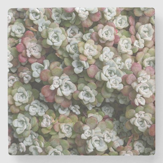 Sedum spathulifolium Succulents Floral Stenen Onderzetter (Voorkant)