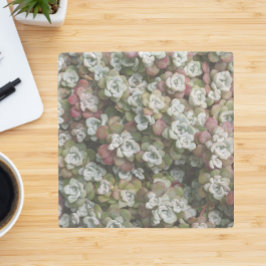 Sedum spathulifolium Succulents Floral Stenen Onderzetter