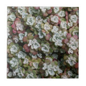 Sedum spathulifolium Succulents Floral Tegeltje (Voorkant)