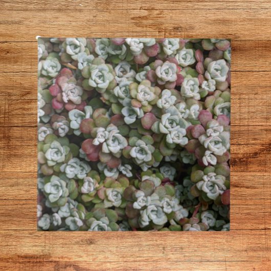 Sedum spathulifolium Succulents Floral Tegeltje