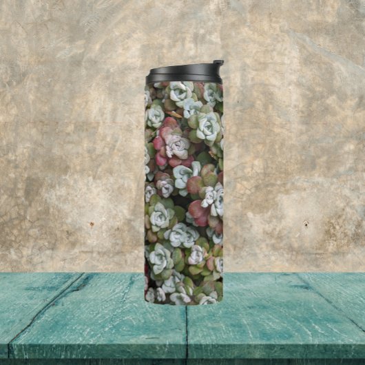 Sedum spathulifolium Succulents Floral Thermosbeker