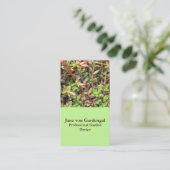 sedum visitekaartje (Staand voorkant)