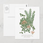 Sedumsoorten Briefkaart (Voorkant / Achterkant)