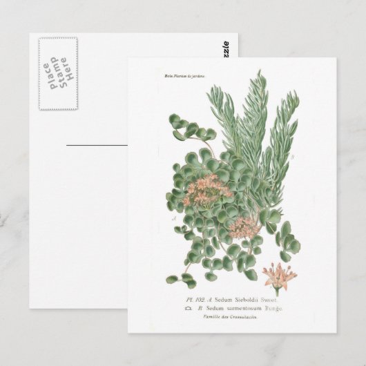Sedumsoorten Briefkaart (Voorkant / Achterkant)