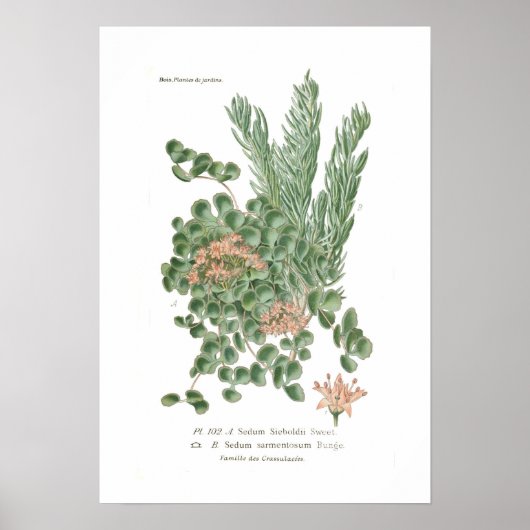 Sedumsoorten Poster (Voorkant)
