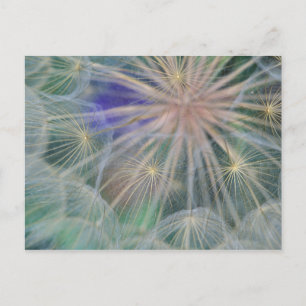 Seed Head Design Gennesse, Idaho Briefkaart