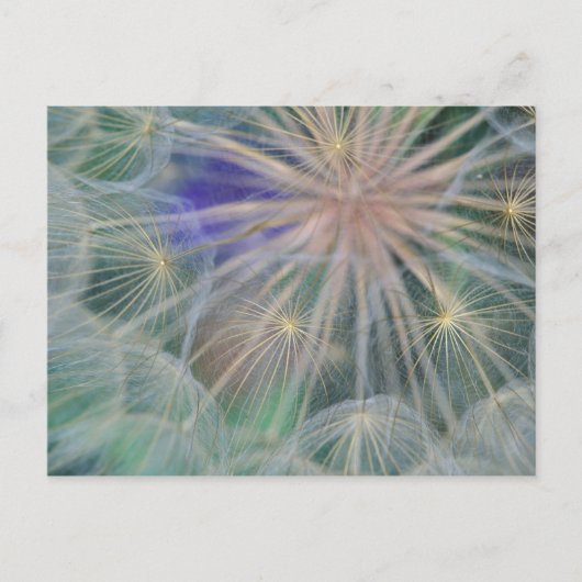 Seed Head Design | Gennesse, Idaho Briefkaart (Voorkant)