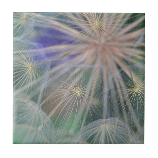 Seed Head Design | Gennesse, Idaho Tegeltje (Voorkant)