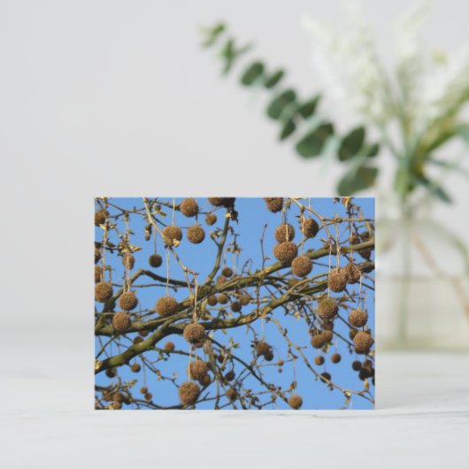 Seed Pods - London Plane Tree Briefkaart (Staand voorkant)