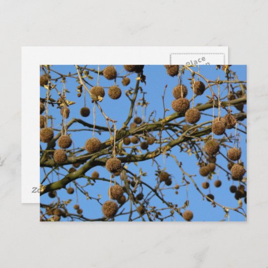 Seed Pods - London Plane Tree Briefkaart (Voorkant / Achterkant)