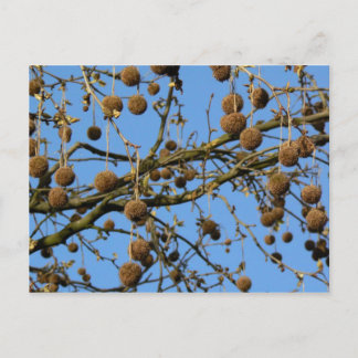 Seed Pods - London Plane Tree Briefkaart