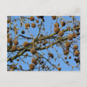 Seed Pods - London Plane Tree Briefkaart (Voorkant)