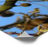 Seed Pods - London Plane Tree Poster (Hoek)