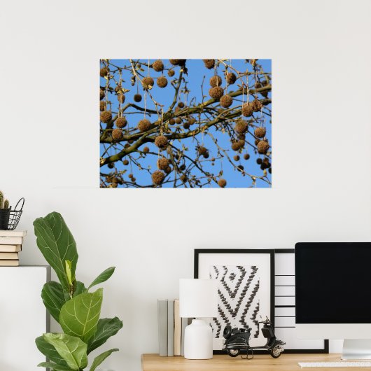 Seed Pods - London Plane Tree Poster (Thuiskantoor)