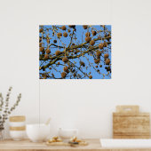 Seed Pods - London Plane Tree Poster (Keuken)