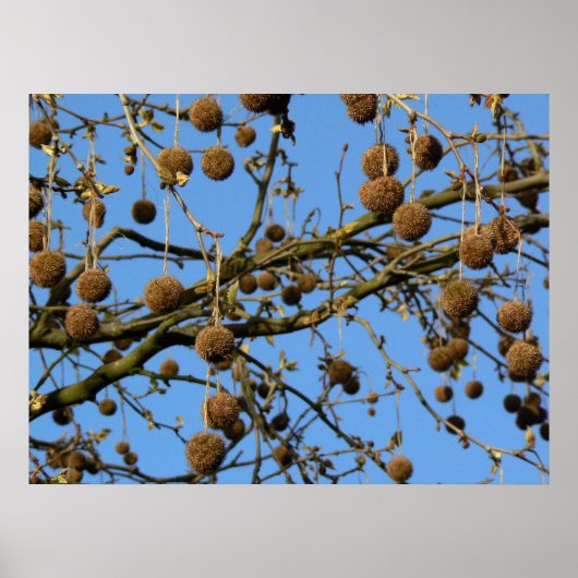 Seed Pods - London Plane Tree Poster (Voorkant)