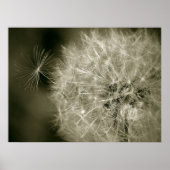 Seedy Dandelion Poster (Voorkant)