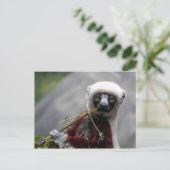 Sefaka Lemur Wildlife Animal Foto Briefkaart (Staand voorkant)