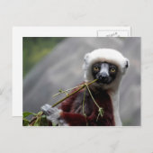 Sefaka Lemur Wildlife Animal Foto Briefkaart (Voorkant / Achterkant)