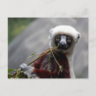 Sefaka Lemur Wildlife Animal Foto Briefkaart