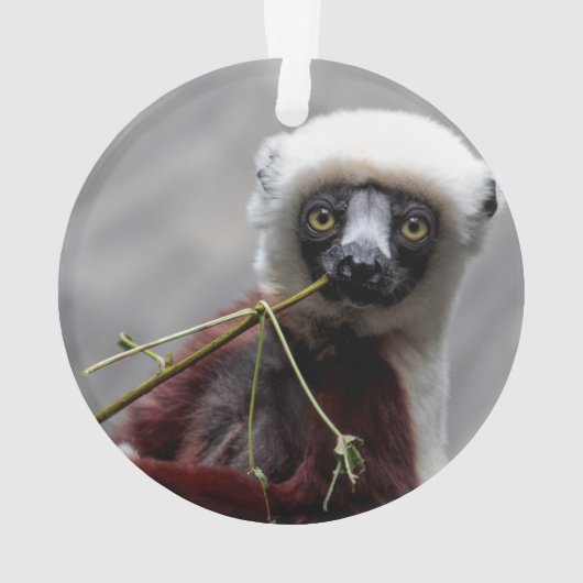 Sefaka Lemur Wildlife Animal Foto Ornament (achterkant)