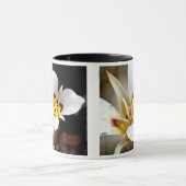 Sego Lily Mok (Midden)