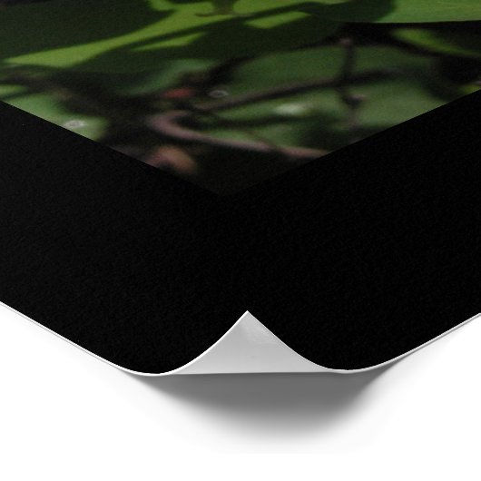 Sego Lily Print (Hoek)