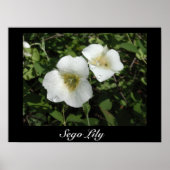 Sego Lily Print (Voorkant)