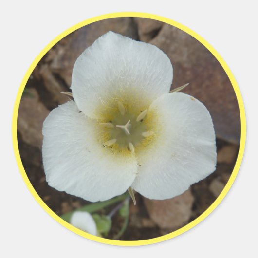 Sego Lily Ronde Sticker (Voorkant)