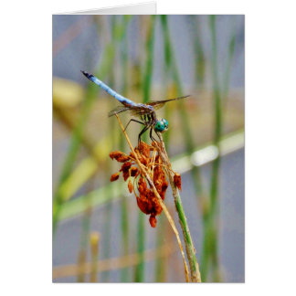 Segragras en Dragonfly