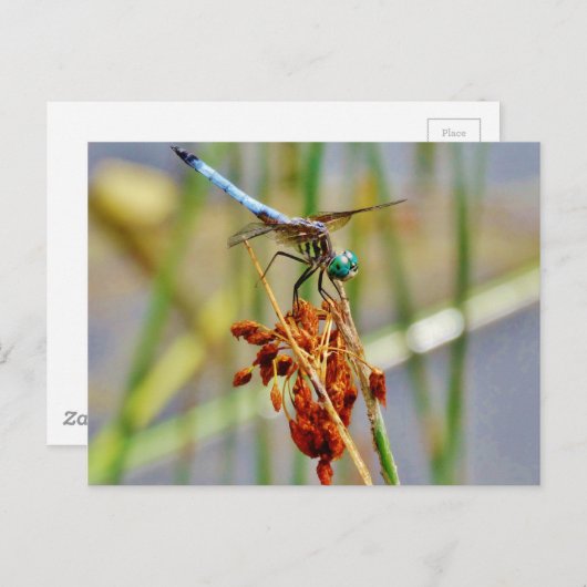 Segragras en Dragonfly Briefkaart (Voorkant / Achterkant)
