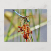 Segragras en Dragonfly Briefkaart (Voorkant)