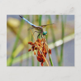 Segragras en Dragonfly Briefkaart
