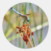 Segragras en Dragonfly Ronde Sticker (Voorkant)