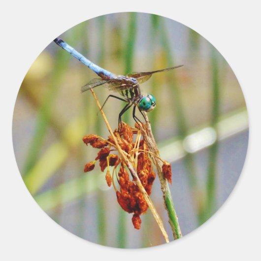 Segragras en Dragonfly Ronde Sticker (Voorkant)