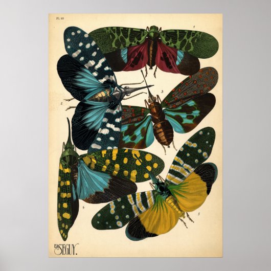 Seguy Art Noveau  Lanternfly Poster (Voorkant)