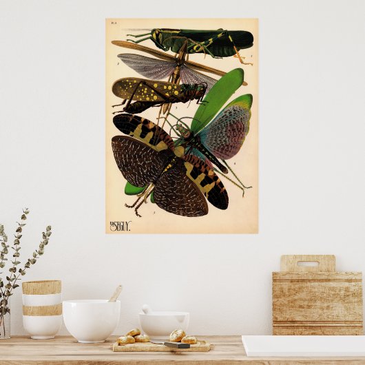 Seguy Insects Vintage Poster (Keuken)