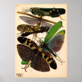 Seguy Insects Vintage Poster (Voorkant)