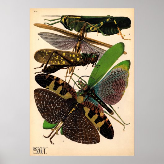Seguy Insects Vintage Poster (Voorkant)