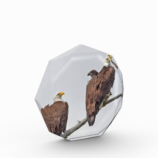 Seizoen 12 E23 en familie fotoblok (Links)