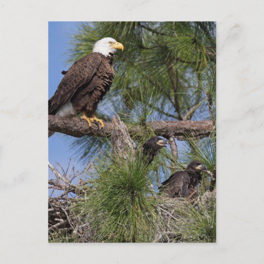 Seizoen 6 E10-, E11- en Harriet Post-kaart Briefkaart (Voorkant)