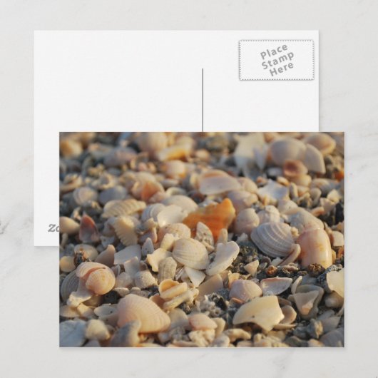 seizoenshellen op Florida Beach Briefkaart (Voorkant / Achterkant)