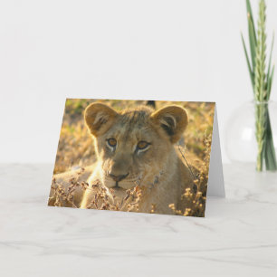 Selati Lion Cub Kaart
