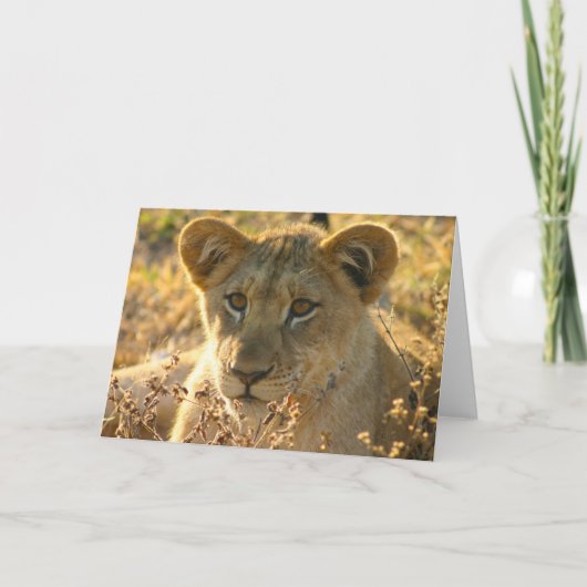 Selati Lion Cub Kaart (Voorkant)