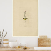 Selby Flycatcher_Audubon Poster (Keuken)
