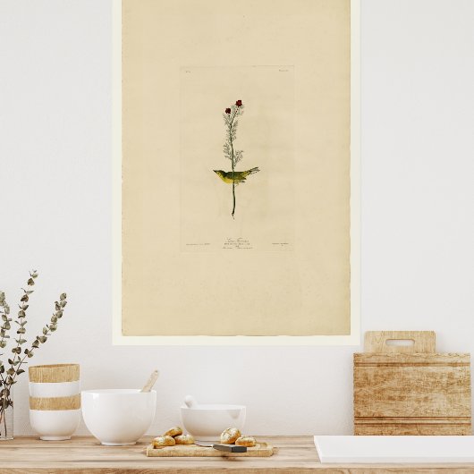 Selby Flycatcher_Audubon Poster (Keuken)
