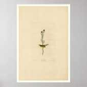 Selby Flycatcher_Audubon Poster (Voorkant)