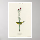 Selby's Flycatcher van het Poster van Audubon (Voorkant)